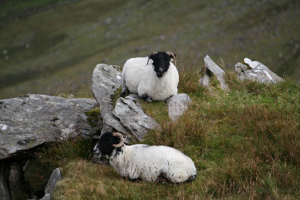 IMG_1776.JPG - Connor Pass sheep