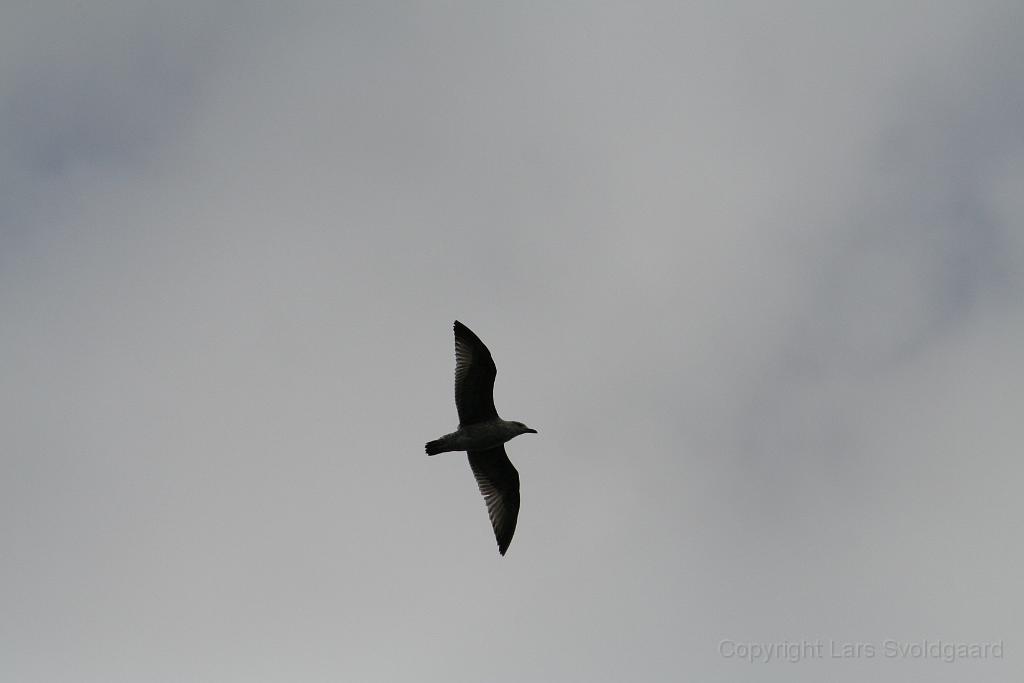 IMG_2066.JPG - Local wildlife