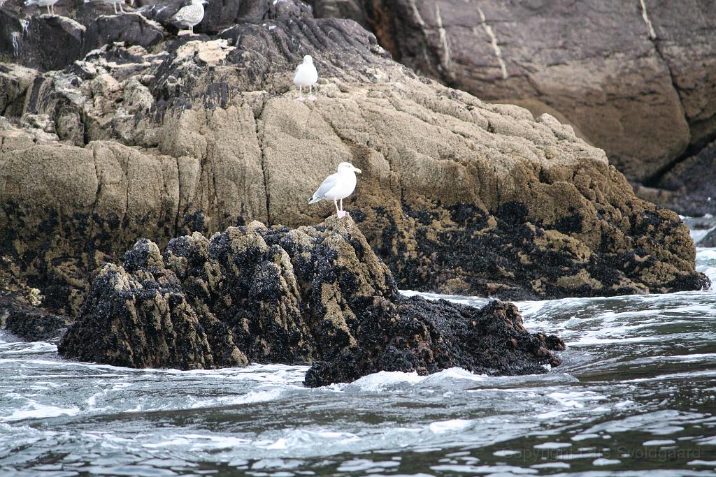 IMG_2086.JPG - View from a Dingle tourboat