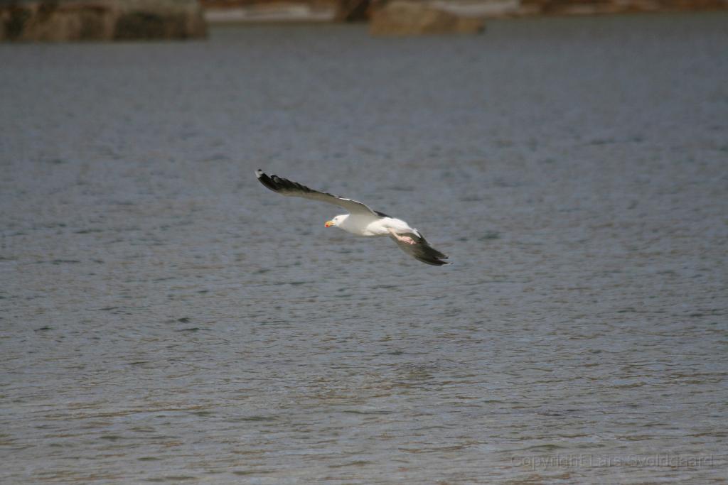 IMG_2862.JPG - Crookhaven beach