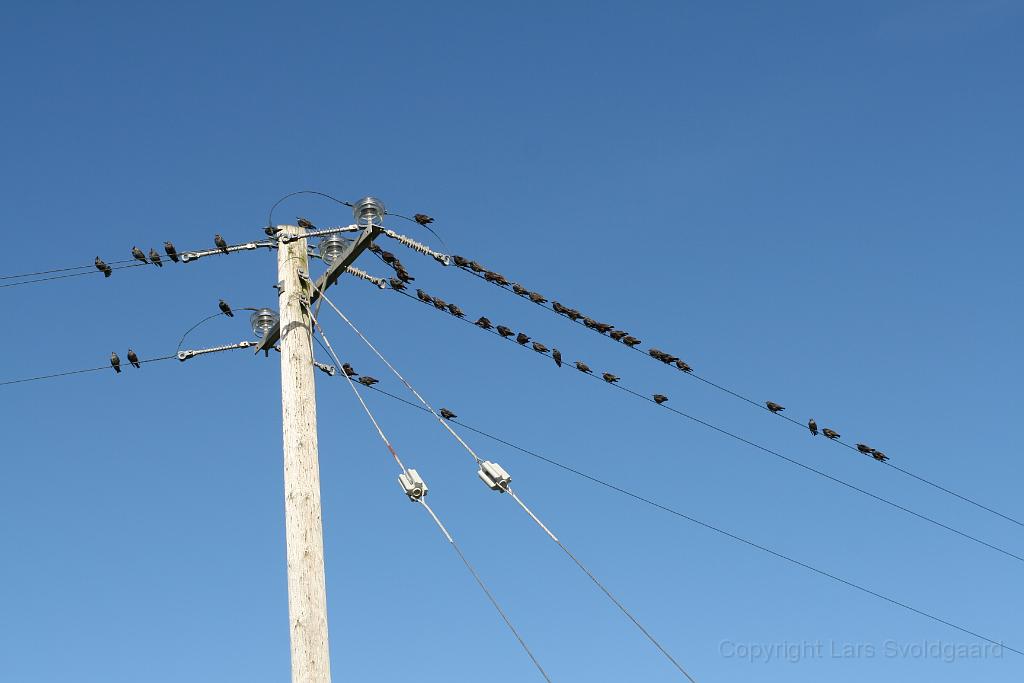 IMG_2925.JPG - Local birds