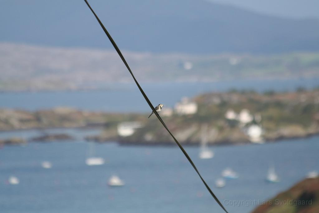 IMG_2957.JPG - Bird on a wire